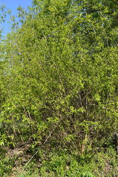 Image of Salix pierotii Miq.