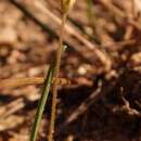 Слика од Oxalis monophylla var. stenophylla (Meissn.) Sond.