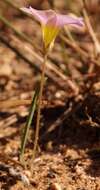 Image de Oxalis monophylla var. stenophylla (Meissn.) Sond.