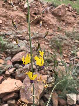 Image of Coalisina angustifolia (Forsk.) Rafin.