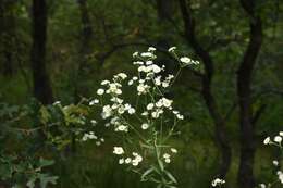 Image of <i>Erigeron <i>strigosus</i></i> var. strigosus