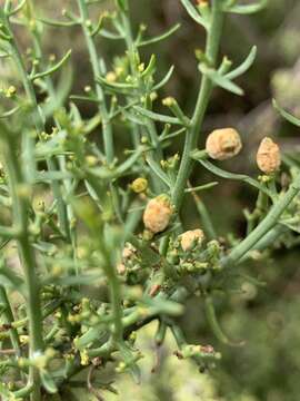 Image of Thesium triflorum Thunb. ex L. fil.