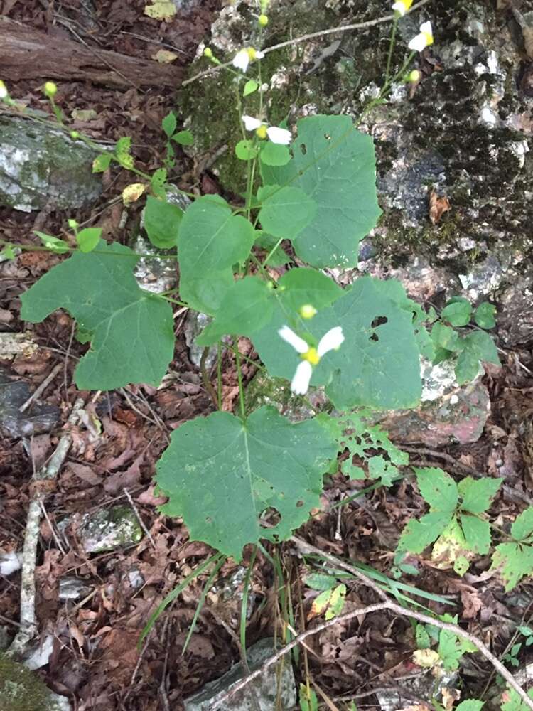 Image of Cossatot Mountain leafcup