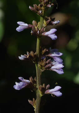 Calopogonium caeruleum (Benth.) Sauvalle的圖片