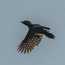 Image of Pale-headed Woodpecker