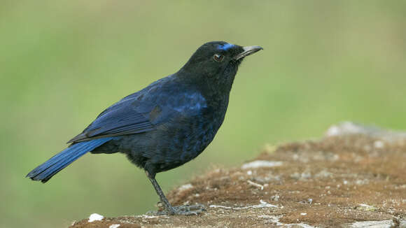 Image of Malabar Whistling Thrush