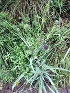 Imagem de Eryngium longifolium Cav.