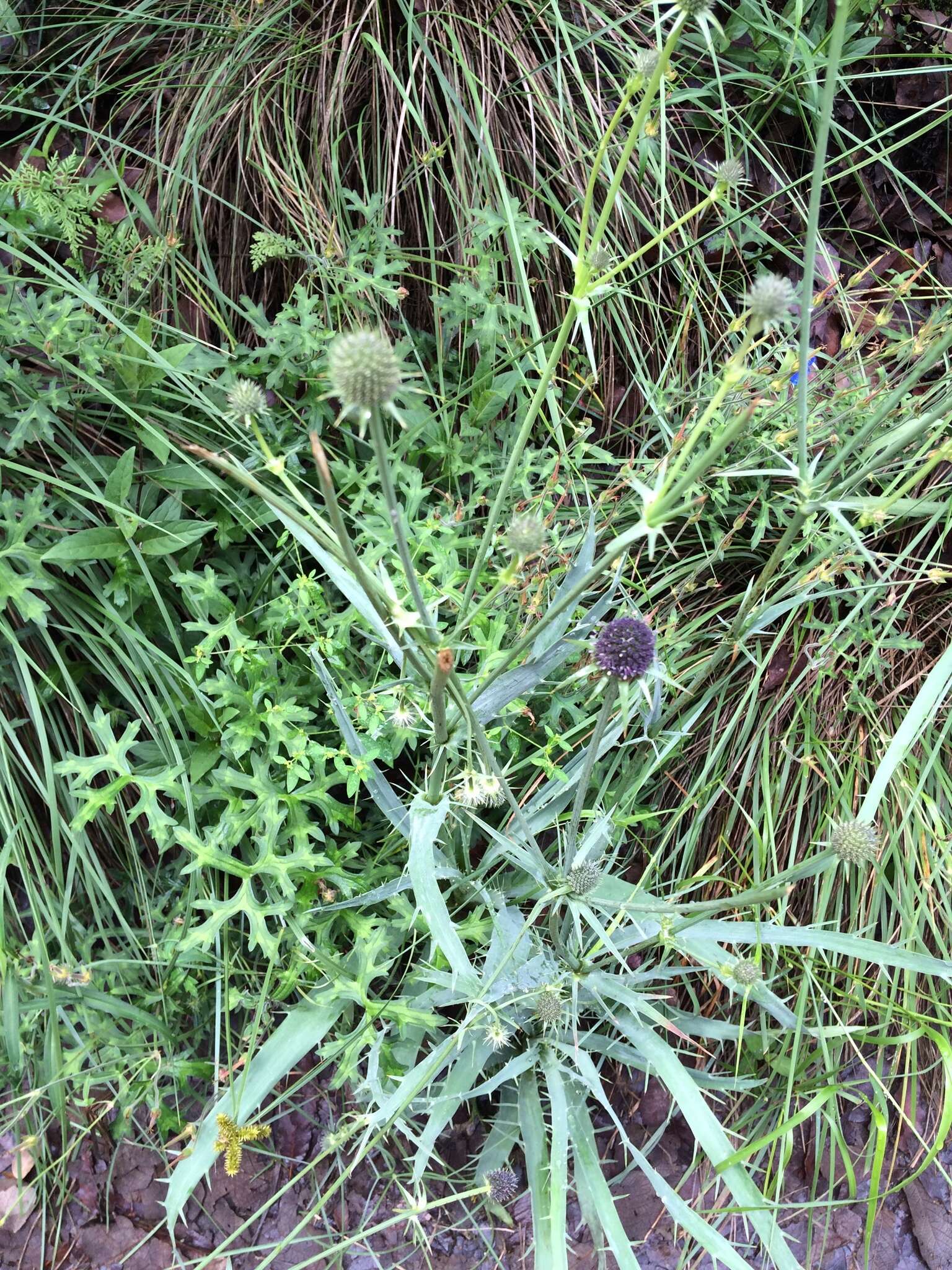 Imagem de Eryngium longifolium Cav.