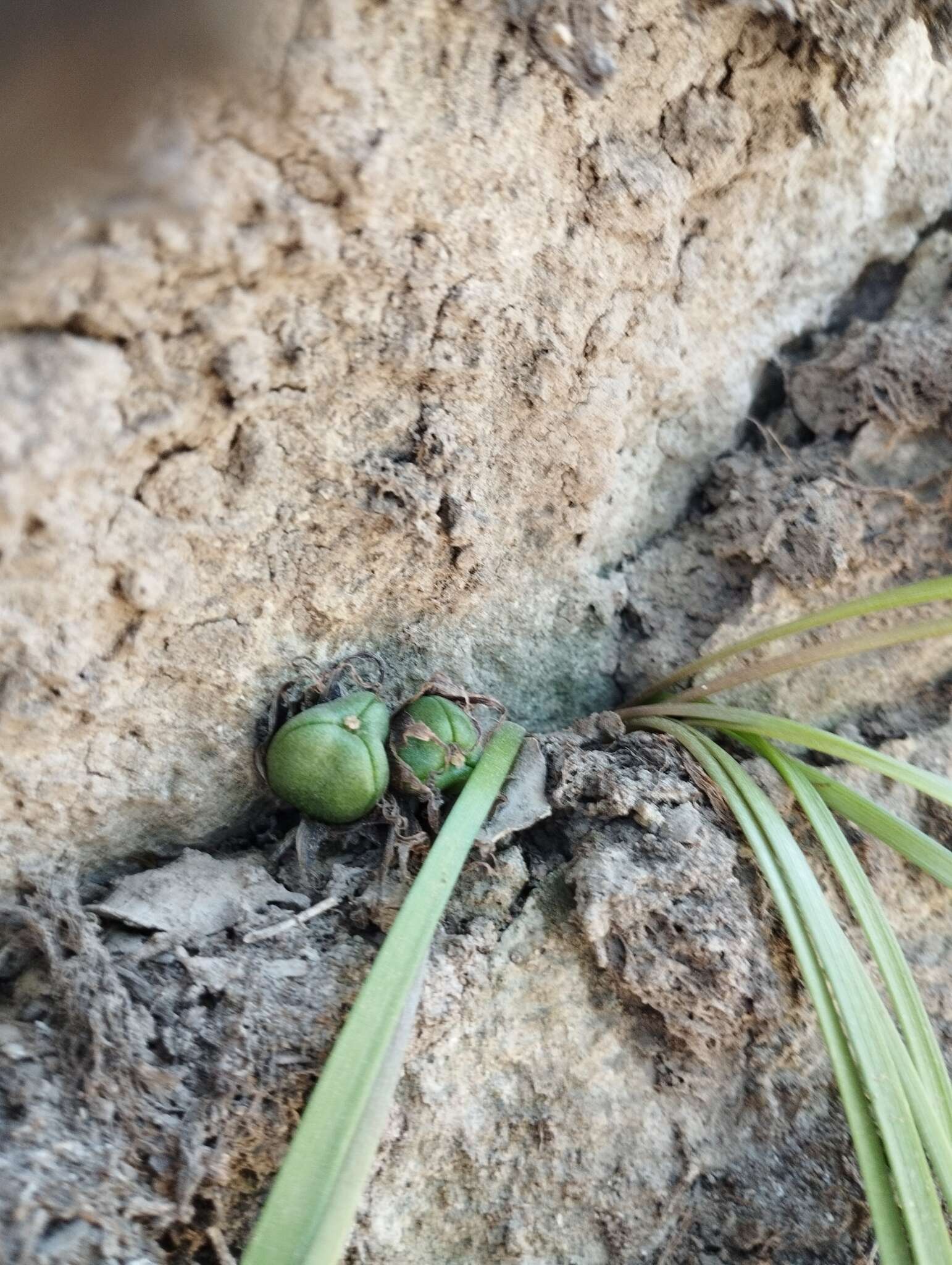 Image of Miersia humilis