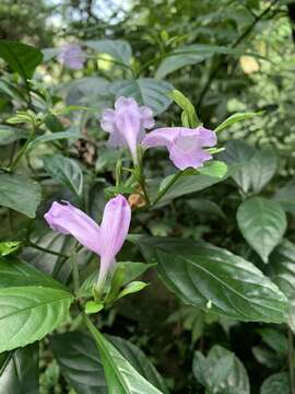 Image de Strobilanthes cusia (Nees) O. Kuntze