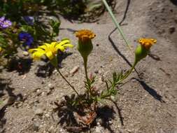 Image of Steirodiscus tagetes (L.) Schltr.