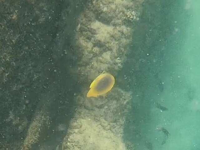 Image of Golden Butterflyfish