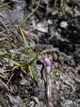 Image of Bletilla formosana (Hayata) Schltr.