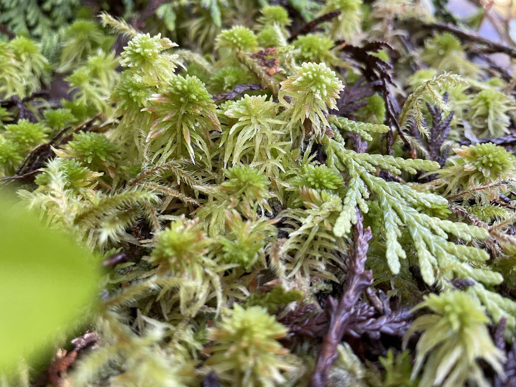 Imagem de Sphagnum rubiginosum Flatberg 1993