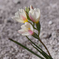 Image of Geissorhiza hispidula (R. C. Foster) Goldblatt