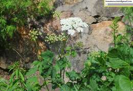 Imagem de Heracleum moellendorfii Hance