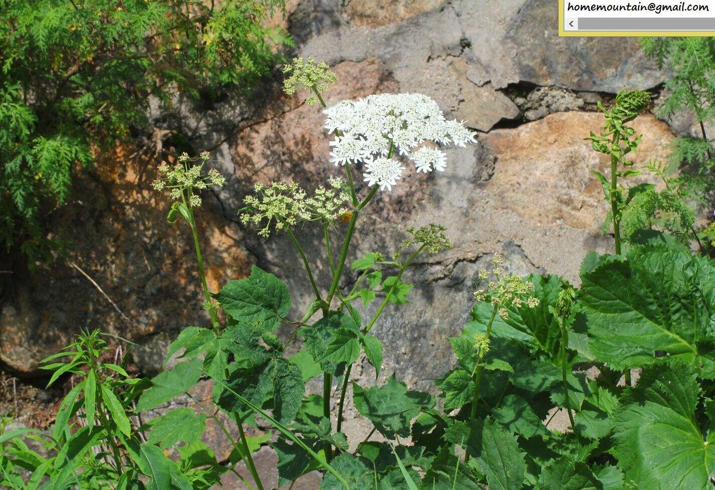 Imagem de Heracleum moellendorfii Hance