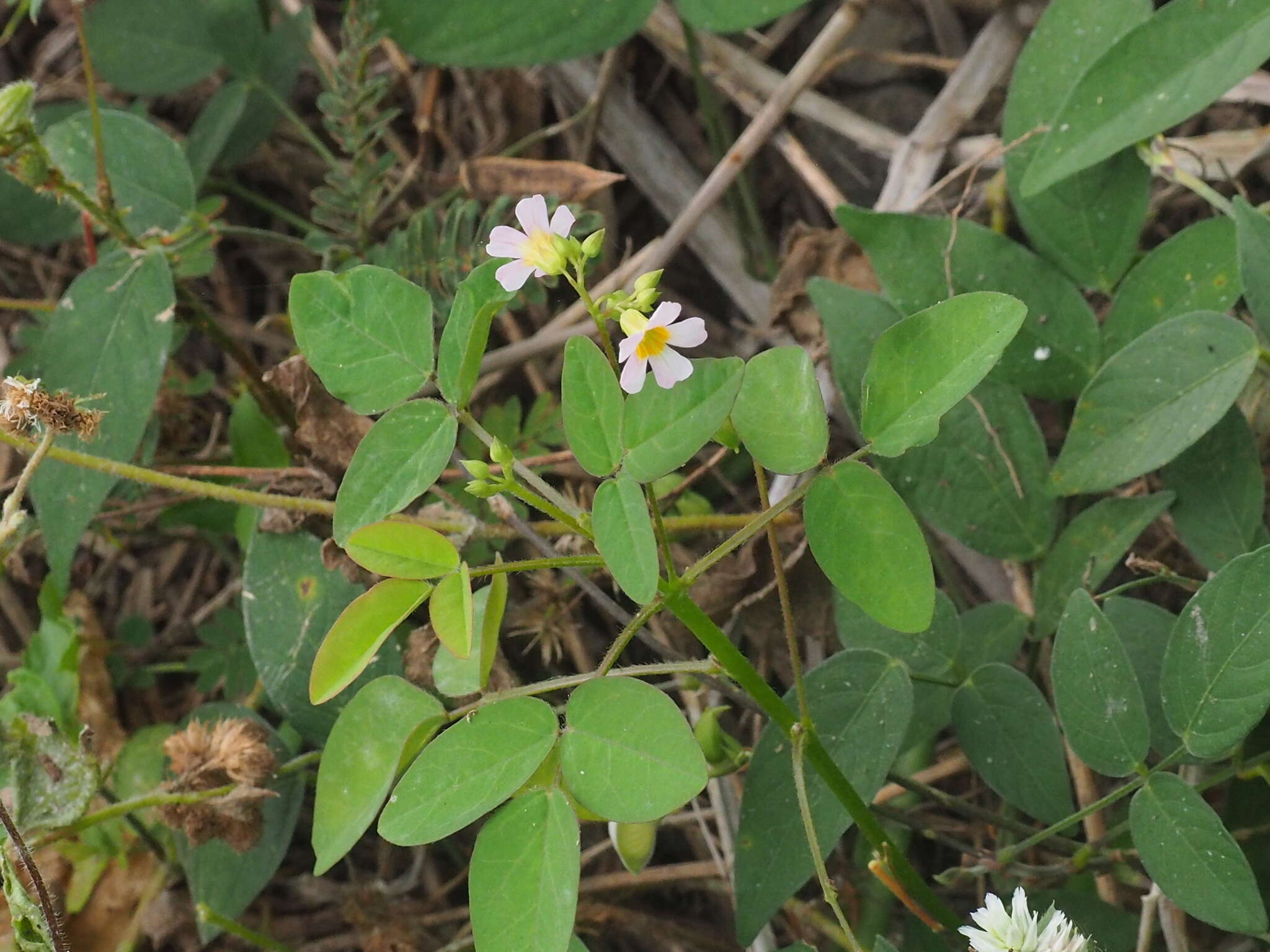 Sivun Oxalis barrelieri L. kuva