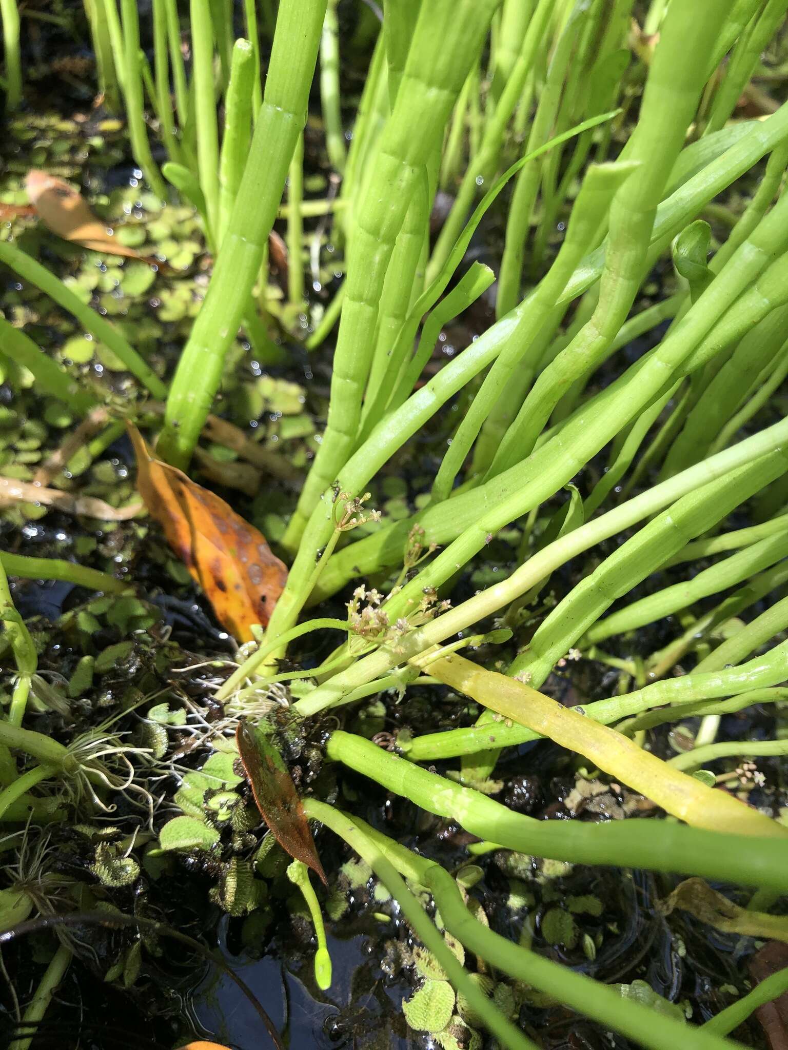 Image of Carolina Grasswort