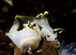 Image of Polycera tricolor Robilliard 1971