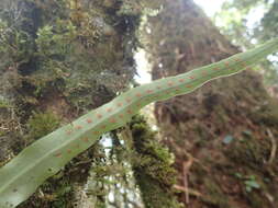 Image of Lepisorus obscurevenulosus (Hayata) Ching