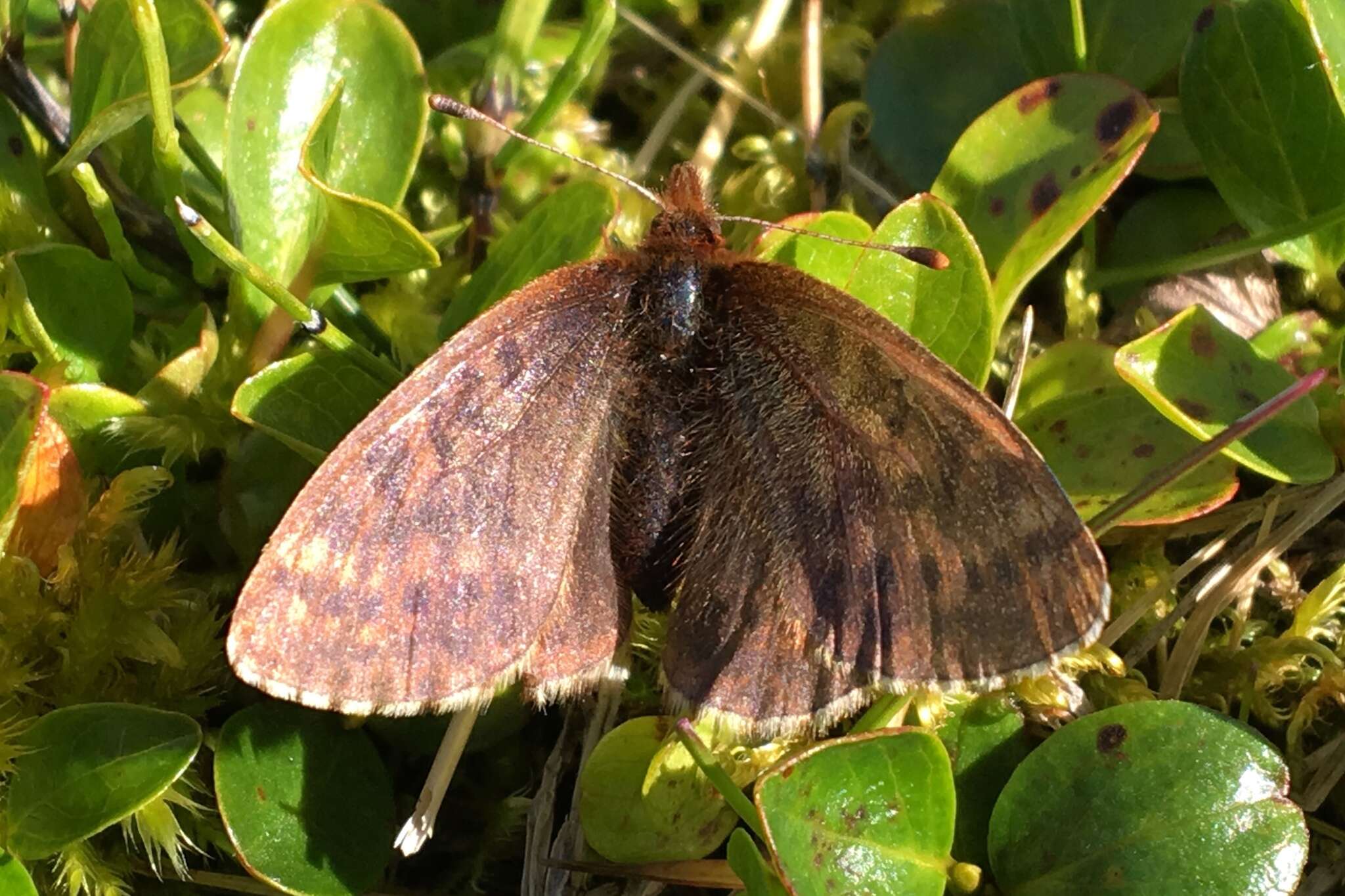 Image of Dingy Fritillary