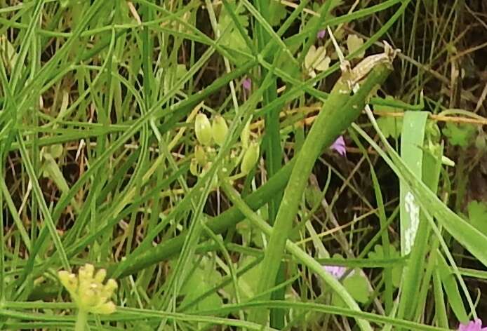 Image of Lomatium marginatum var. marginatum