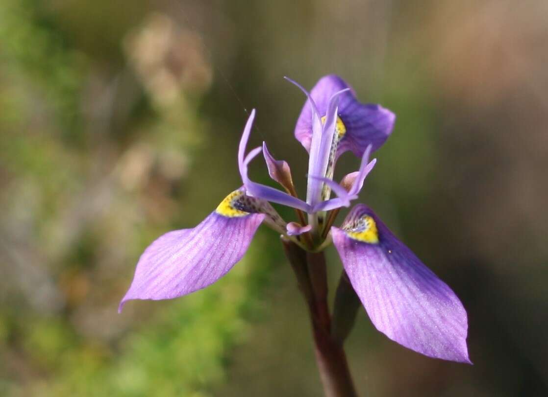 Слика од Moraea algoensis Goldblatt