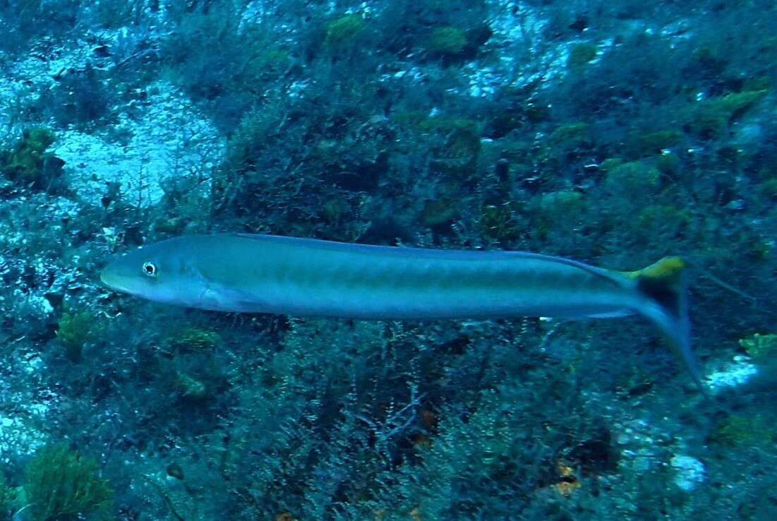 Image of Muttonfish