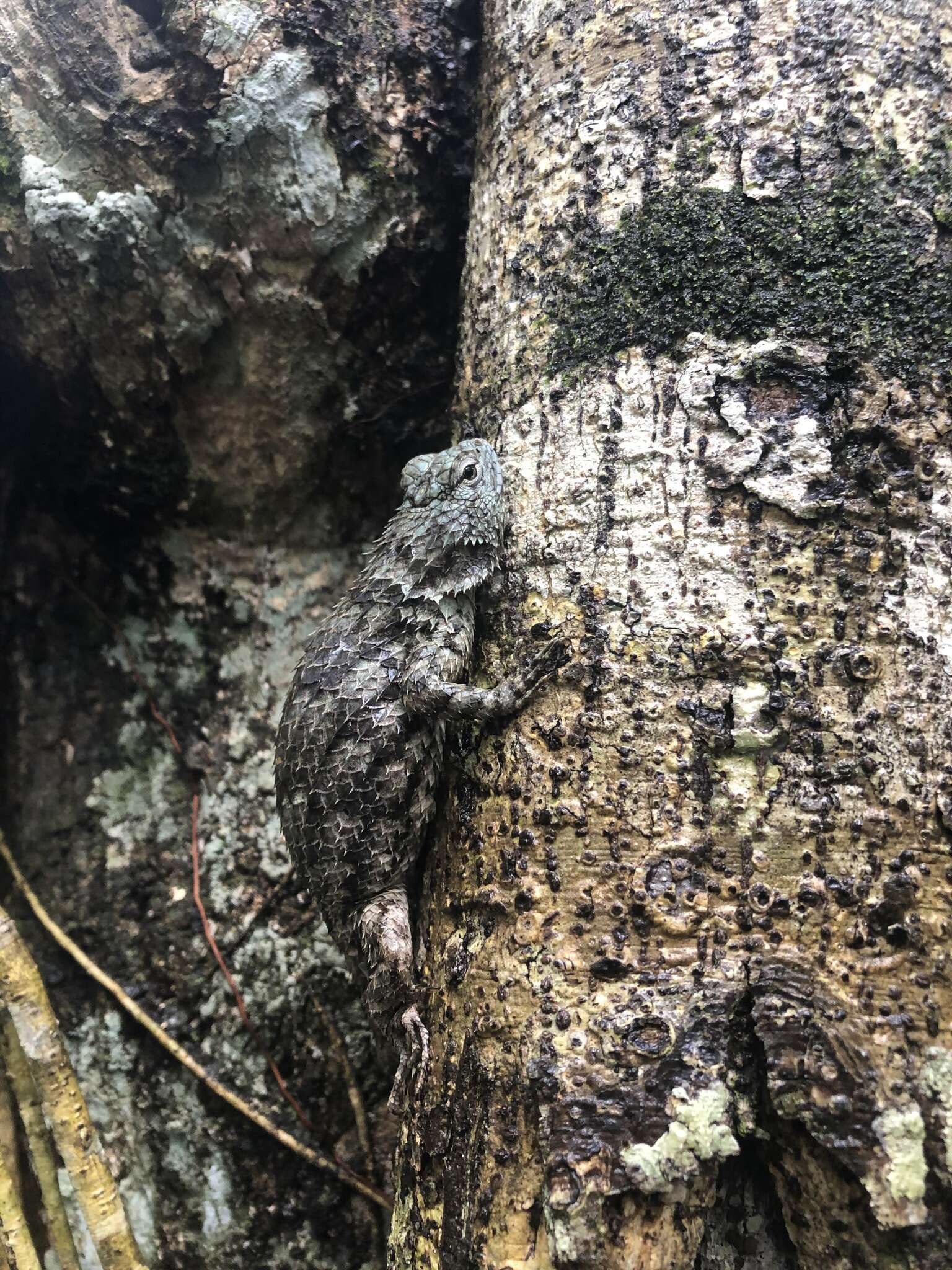 Image of Lundell's Spiny Lizard