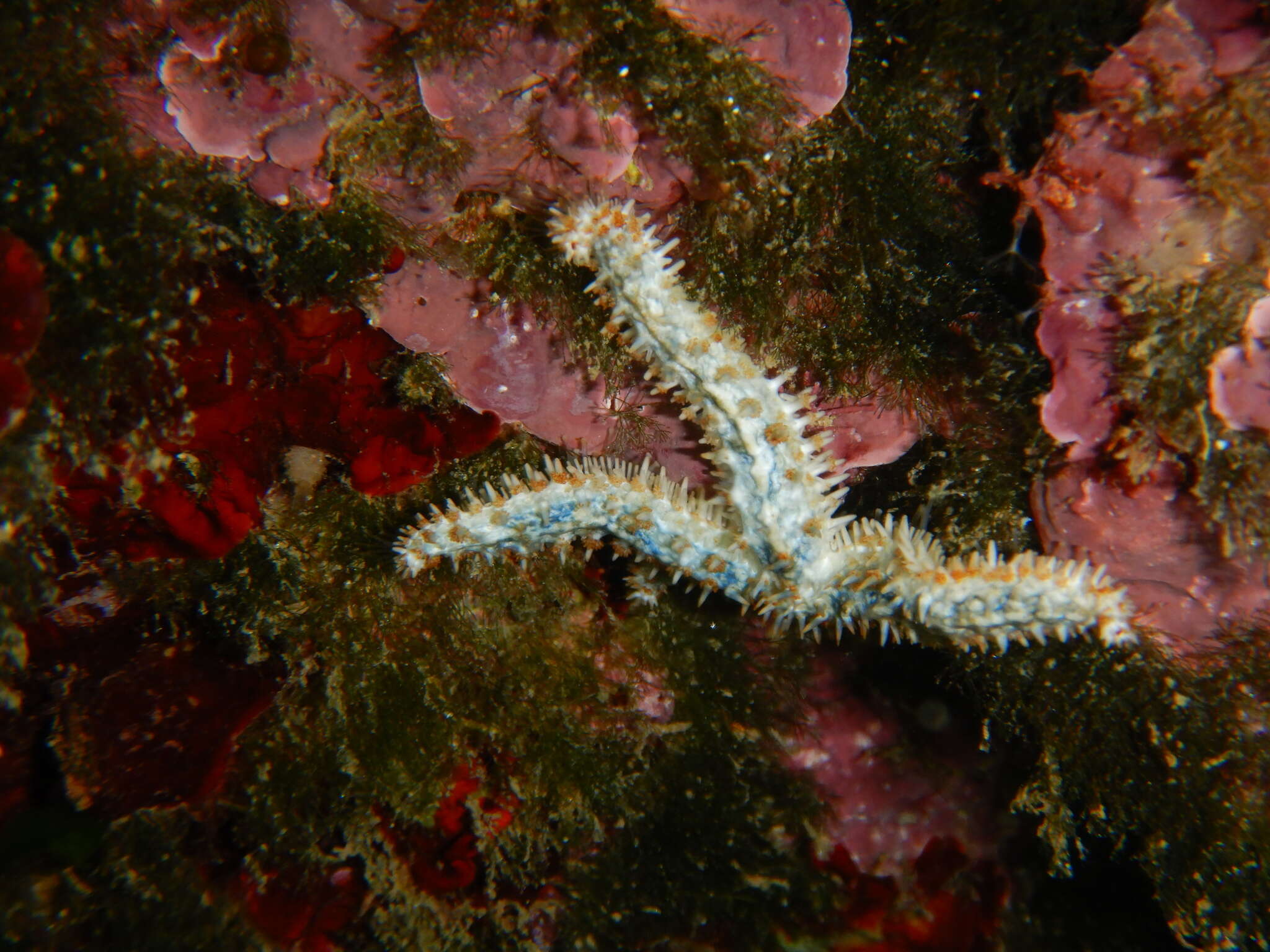 Image of white starfish