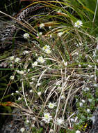 Plancia ëd Anaphalioides alpina (Cockayne) D. Glenny