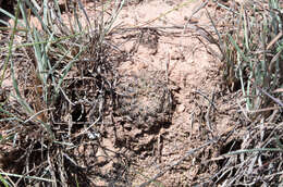 Image of Rebutia cardenasiana (R. Vásquez) G. Navarro