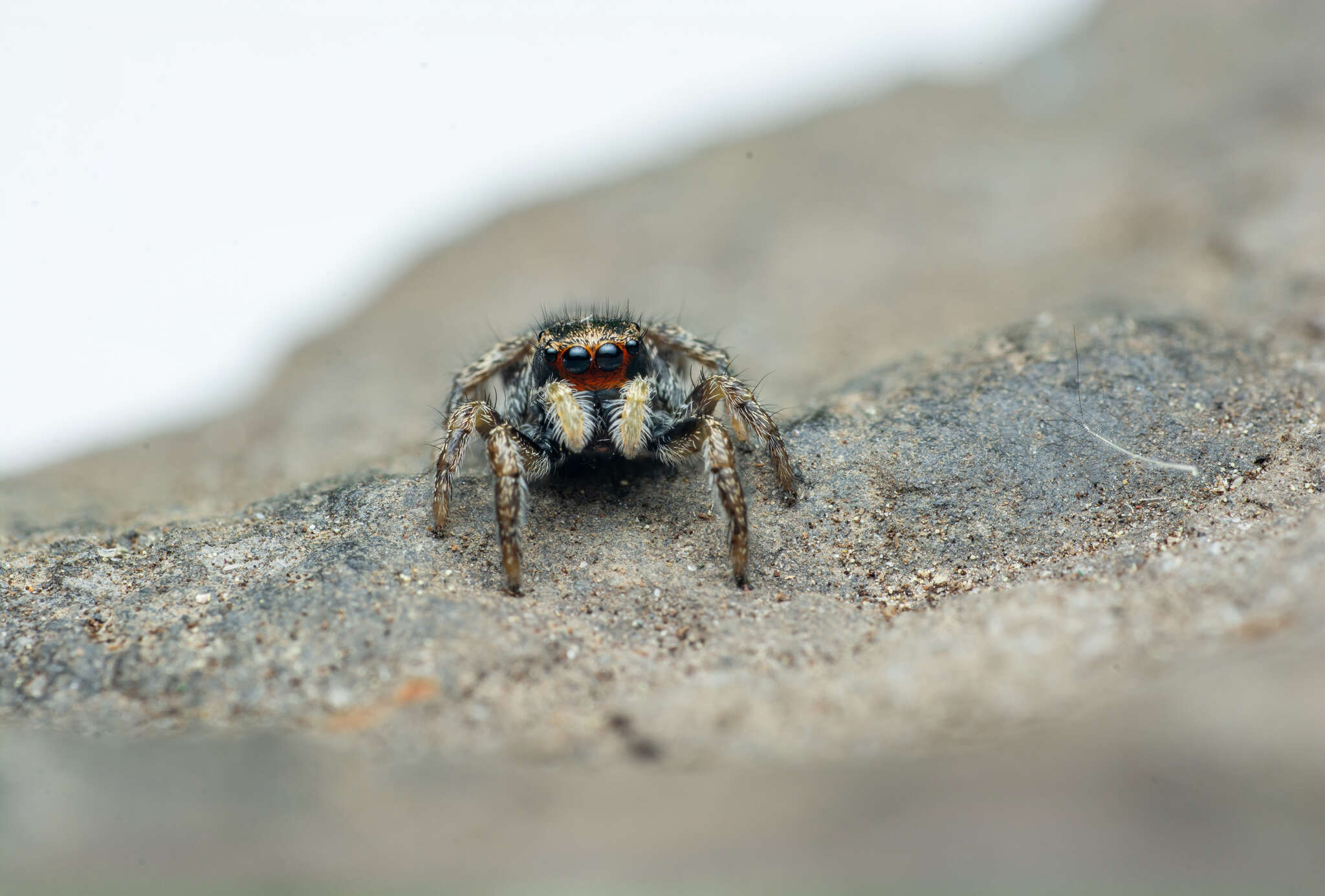 صورة Habronattus borealis (Banks 1895)