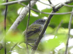 Image of Slate-headed Tody-Flycatcher