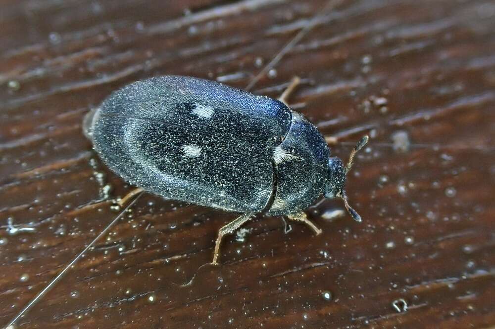 Image of Fur beetle