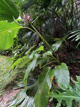 Image of Goeppertia latifolia (Willd. ex Link) Borchs. & S. Suárez