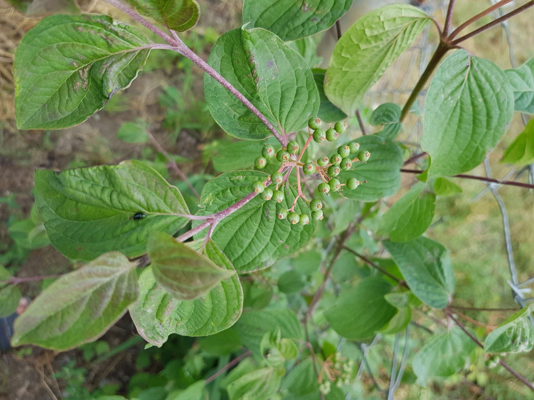 Image of Cornus sanguinea subsp. australis (C. A. Mey.) Jáv.