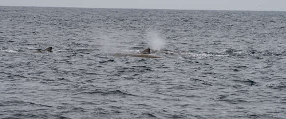 Image of giant beaked whale