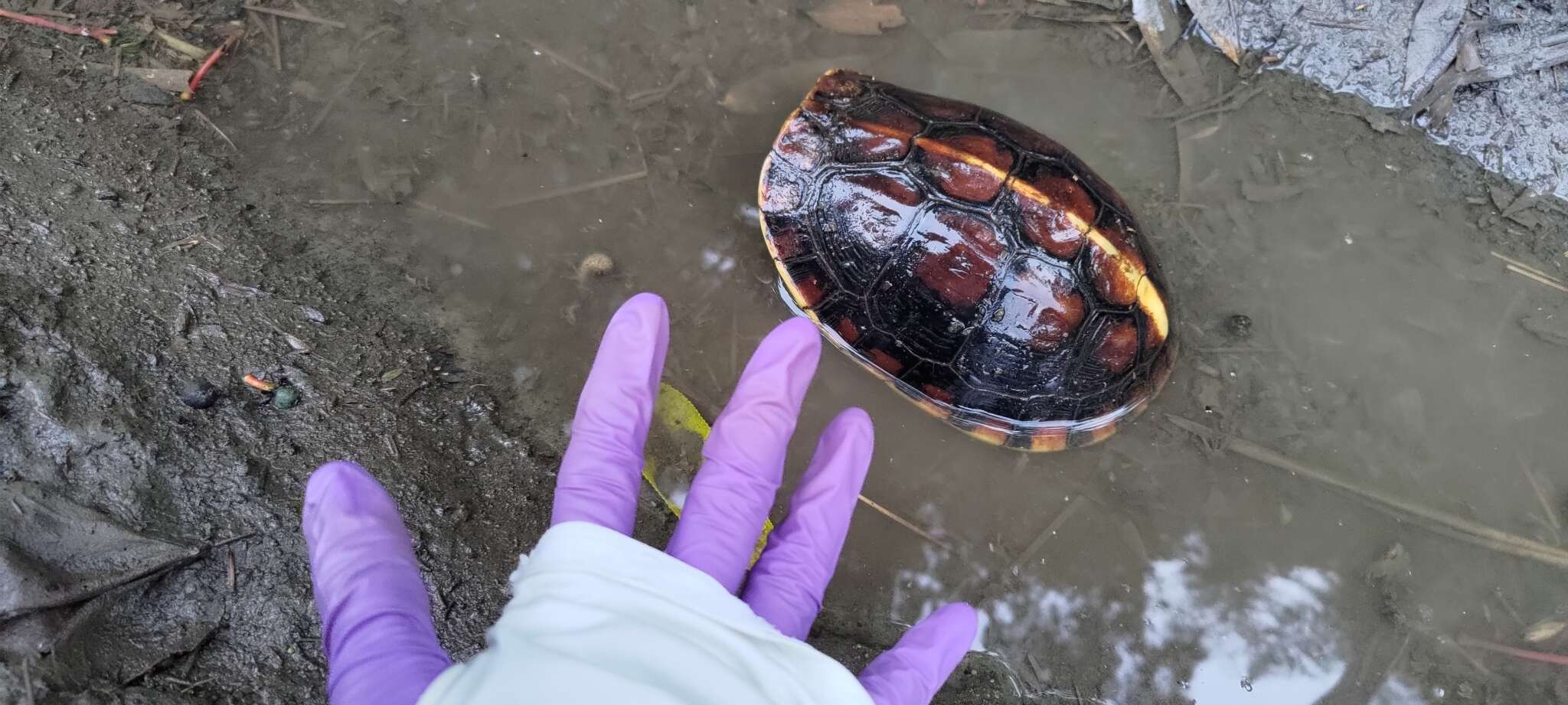 Image of Yellow-margined Box Turtle