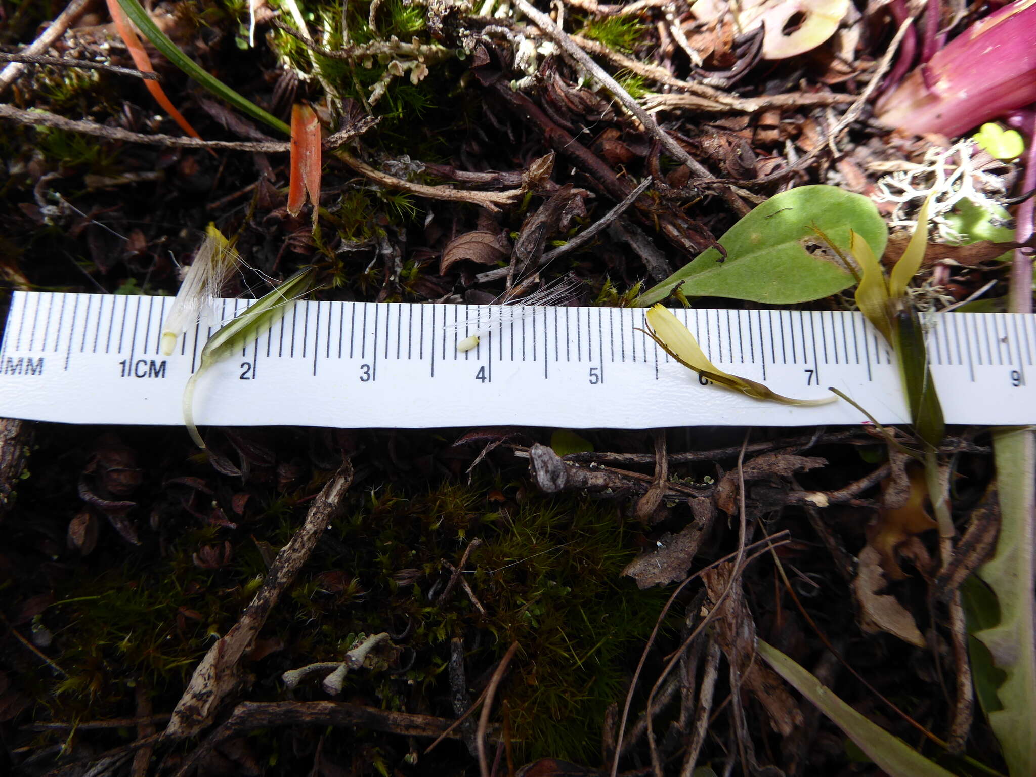 Soroseris erysimoides (Hand.-Mazz.) C. Shih的圖片