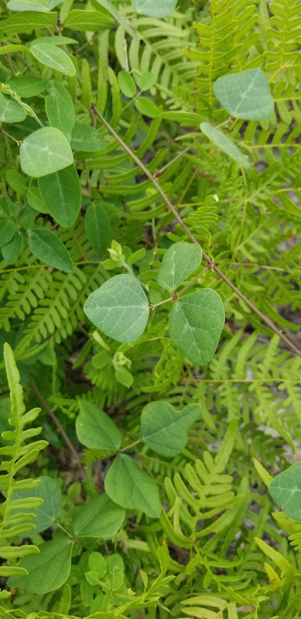 صورة Phaseolus polystachios var. sinuatus (Torr. & A. Gray) Marechal et al.