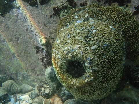 Image of Sandy anemone