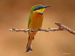 Image de Merops pusillus cyanostictus Cabanis 1869