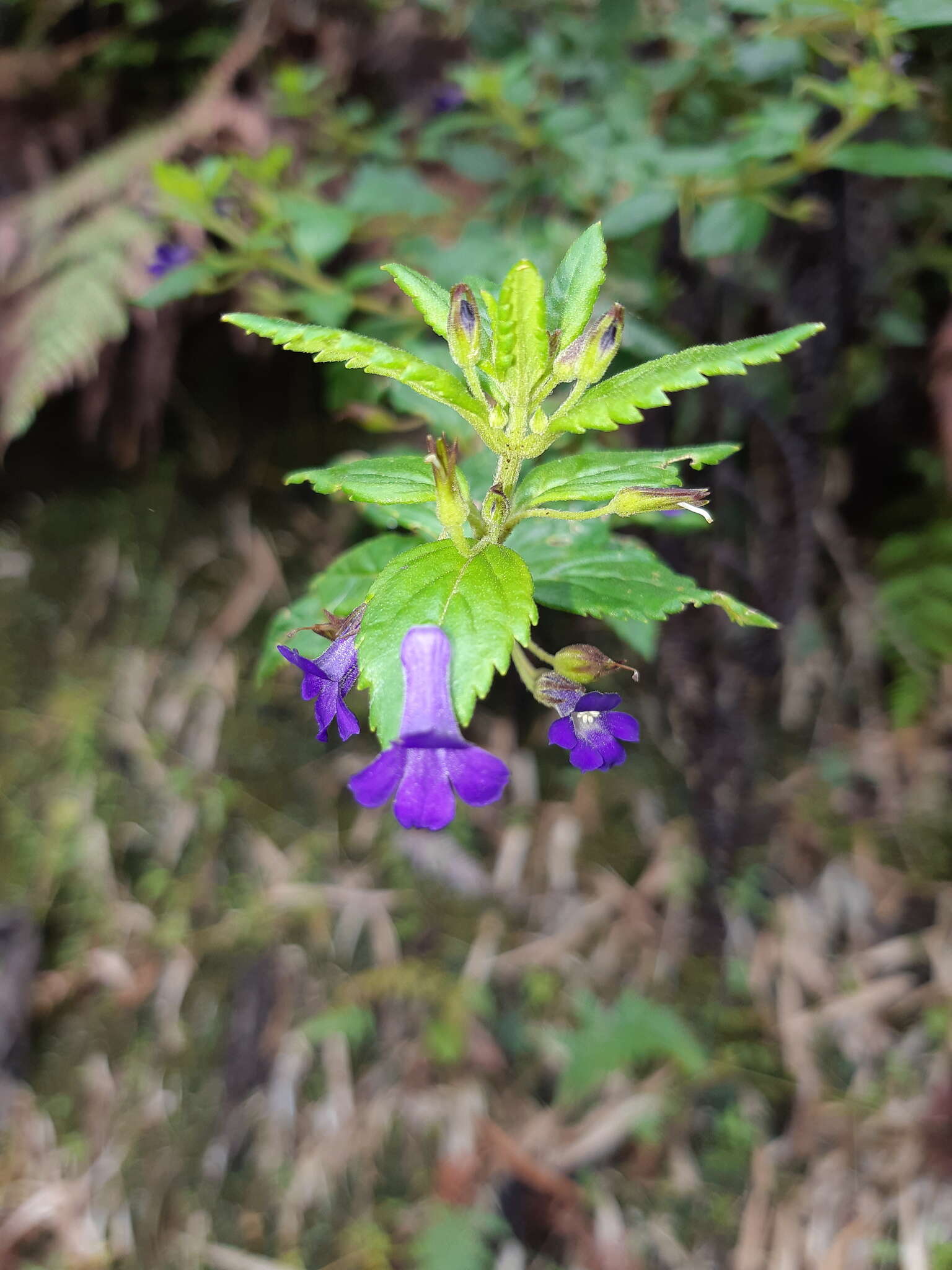 Image de Stemodia suffruticosa Kunth