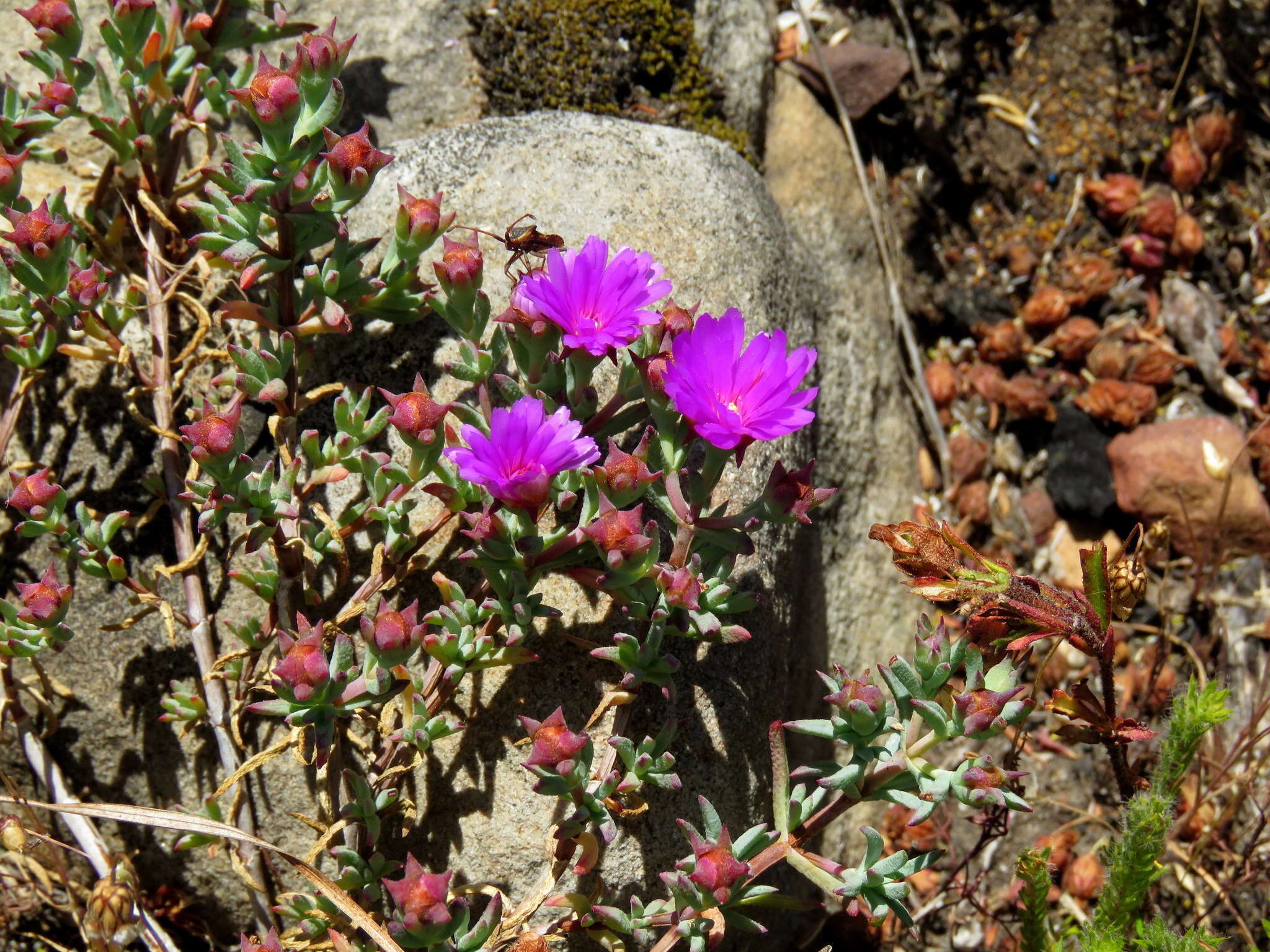 Image of Lampranthus emarginatus (L.) N. E. Br.