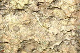 Image of Pallid Rockskipper