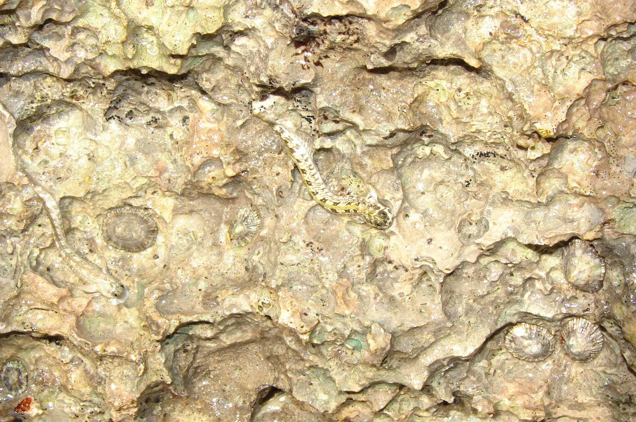 Image of Pallid Rockskipper