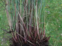 Image of Festuca norica (Hack.) K. Richt.