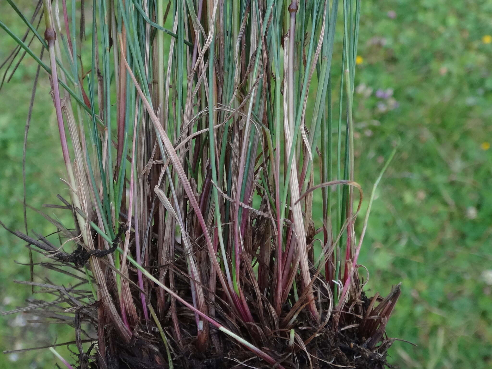 Image of Festuca norica (Hack.) K. Richt.